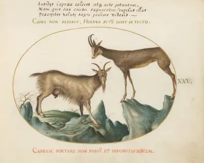 Two Wild Goats av Joris Hoefnagel