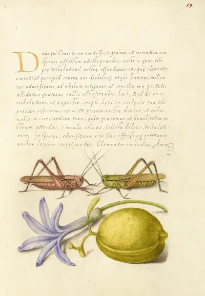 Wart-Biter, Grasshopper, Hyacinth, and Almond av Joris Hoefnagel