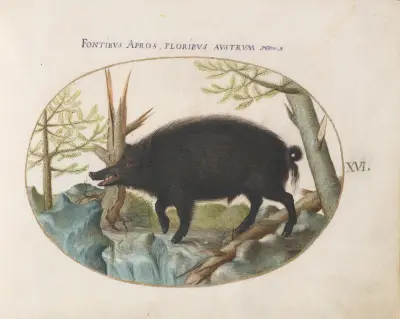 Wild Boar av Joris Hoefnagel
