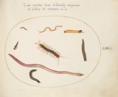 Worm, Centipede, Millipede, and Other Long Creatures av Joris Hoefnagel