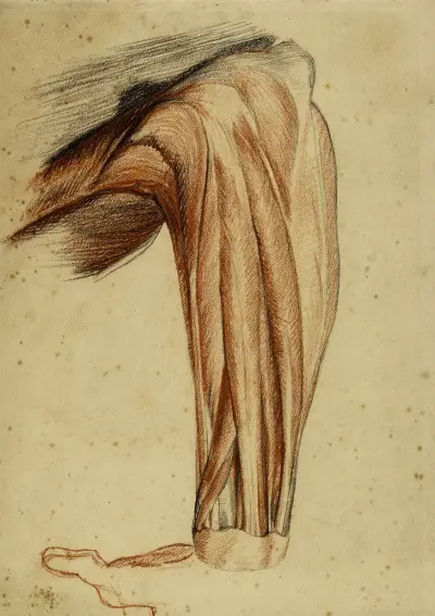 Zwei anatomische Studien. Hautlose Arm von Arthur-Joseph Gueniot