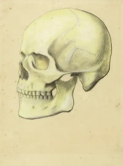 Zwei anatomische Studien. Menschlicher Schädel von Arthur-Joseph Gueniot