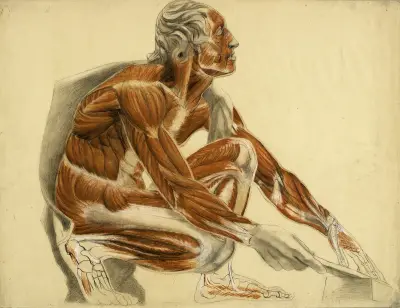 Etude anatomique. Homme écorché, accroupi vers la droite av Arthur-Joseph Gueniot