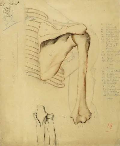 Anatomisk studie. Delar av mänskligt skelett, höger skulderparti och överarmsben, två ben (nedre, mitten) av Arthur-Joseph Gueniot