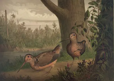 Live woodcock av Joseph Hoover