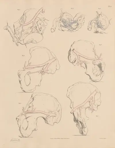 A peculiarity of one of the Pudic branches, Enlarged veins of the Prostate Gland and Urinary Bladder av Joseph Maclise
