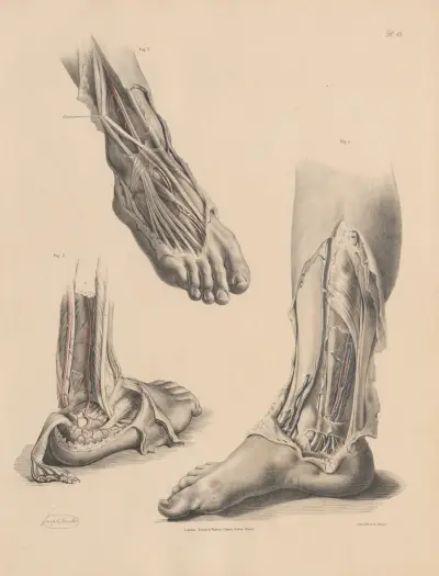 Part of the Posterior Tibial, The Peroneal artery, The Dorsal artery of the foot av Joseph Maclise