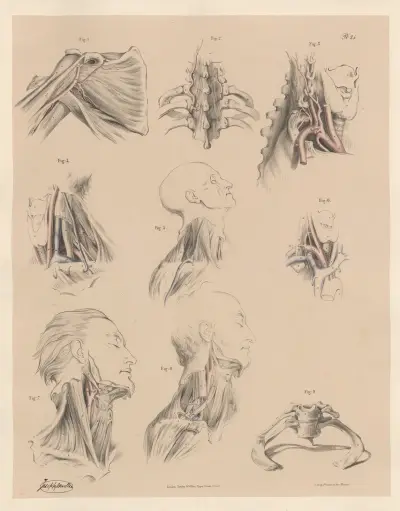 Peculiarities of the Deep Cervical arteries, the nerves, the veins and the muscles and the bones av Joseph Maclise
