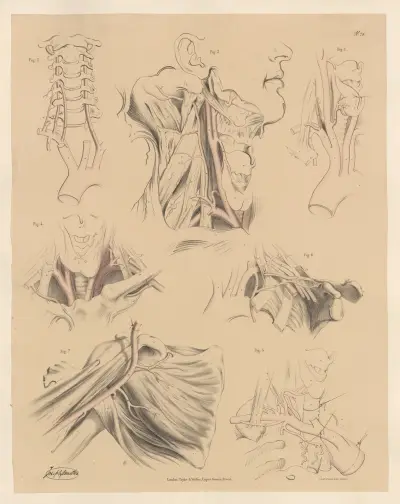 Peculiarities of the Internal Mammary, and of some other branches of the Subclavian arteries av Joseph Maclise