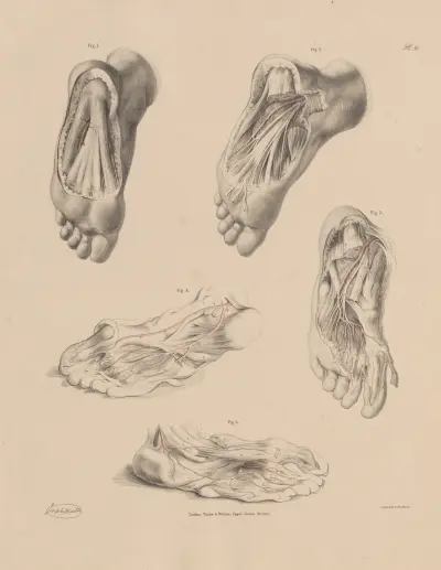 Plantar arteries av Joseph Maclise