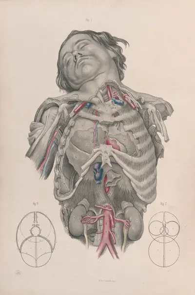 Surgical anatomy Pl.01 av Joseph Maclise