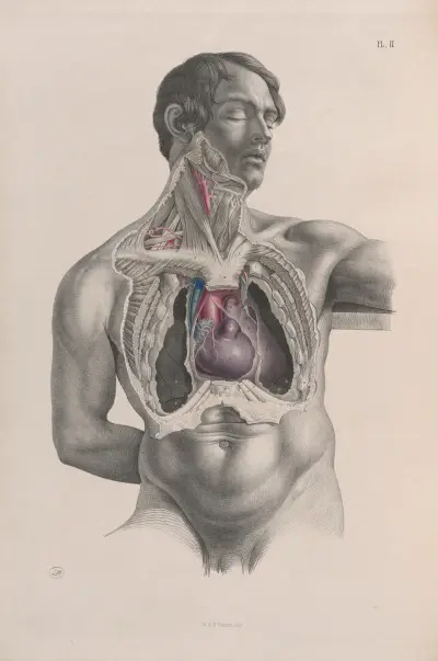 Surgical anatomy Pl.02 av Joseph Maclise