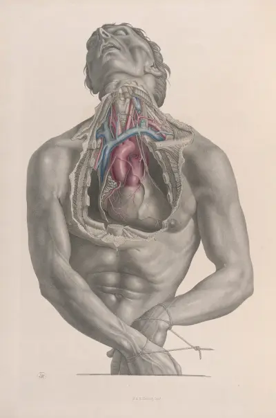 Surgical anatomy Pl.03 av Joseph Maclise
