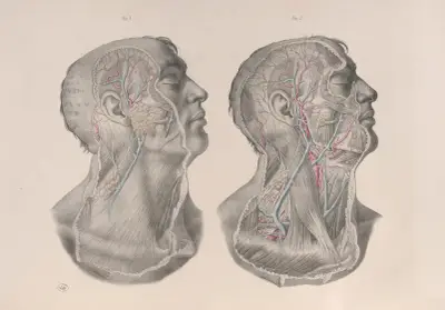 Surgical anatomy Pl.05 av Joseph Maclise