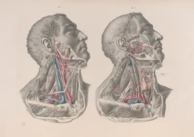 Surgical anatomy Pl.06 av Joseph Maclise