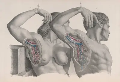 Surgical anatomy Pl.10 av Joseph Maclise