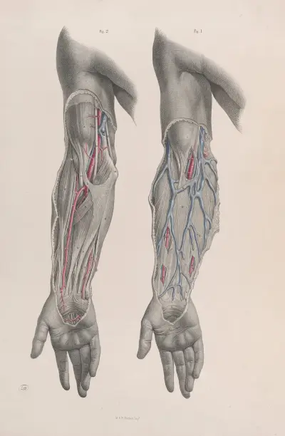 Surgical anatomy Pl.12 av Joseph Maclise