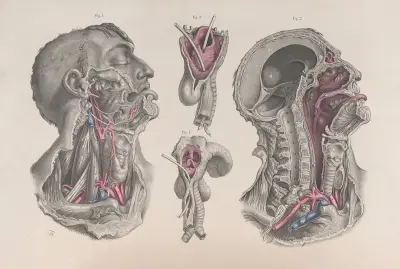 Surgical anatomy Pl.20 av Joseph Maclise