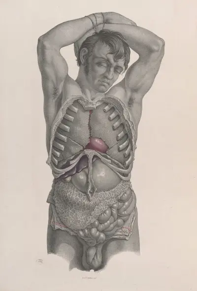 Surgical anatomy Pl.21 av Joseph Maclise