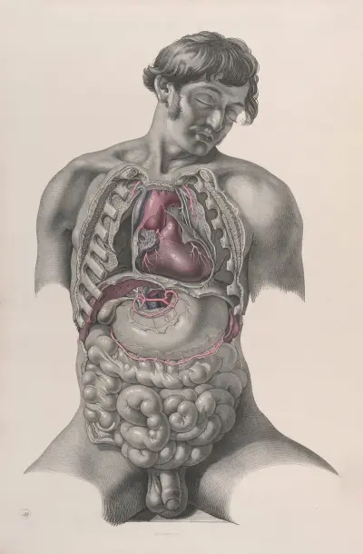 Surgical anatomy Pl.22 av Joseph Maclise