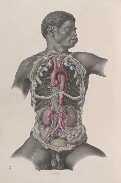 Surgical anatomy Pl.24 av Joseph Maclise