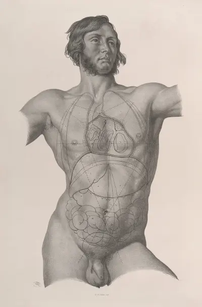 Surgical anatomy Pl.25 av Joseph Maclise