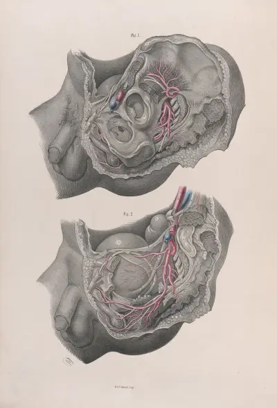 Surgical anatomy Pl.40 av Joseph Maclise