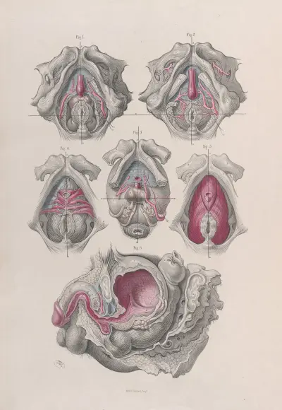 Surgical anatomy Pl.41 av Joseph Maclise