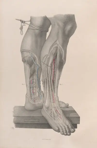 Kirurgisk anatomi pl. 50 av Joseph Maclise