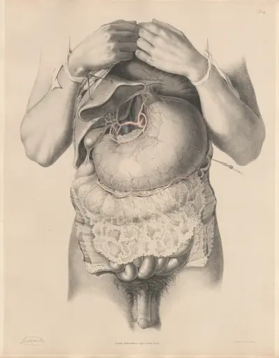 The Abdomen opened, and the Caeliac axis with its branches av Joseph Maclise