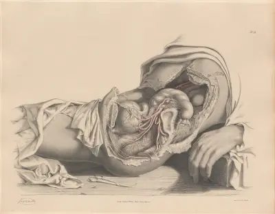 The Arteries distributed to the female Pelvic organs av Joseph Maclise