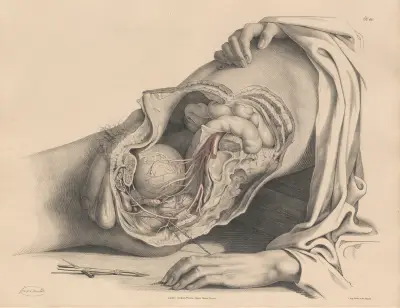 The Arteries of the Pelvis of the male av Joseph Maclise
