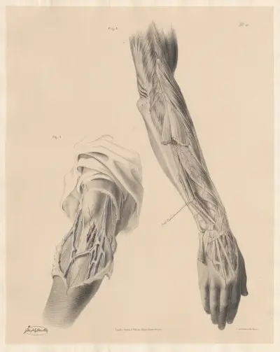 The Arteries on the back part of the fore-arm and hand ,The Superficial veins and nerves in front of the elbow joint av Joseph Maclise