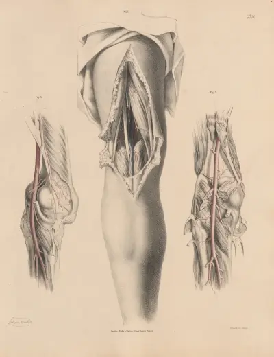 Artären, med vener och nerver i knävecket av Joseph Maclise