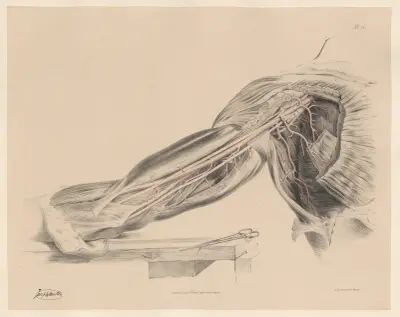 The Axillary and the Brachial arteries, with their branches av Joseph Maclise