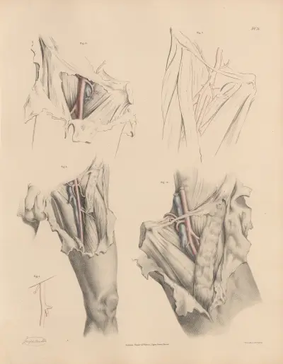 The branches of the Deep Femoral av Joseph Maclise