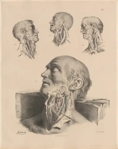 The end of Left Common Carotid, Peculiarities of the Veins and of the Vagus nerve av Joseph Maclise