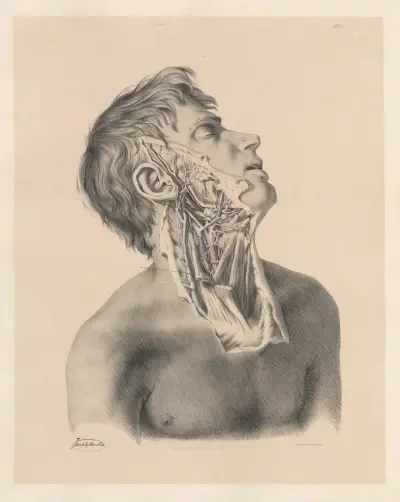 The External Carotid artery of the right side, with the accompanying veins and nerves av Joseph Maclise