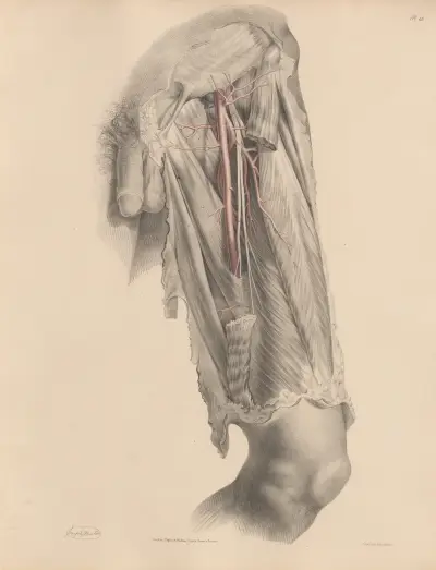 The Femoral artery, and its branches av Joseph Maclise