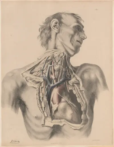 Hjärtat och de stora artärerna i bröstkorgen och halsen, med tillhörande vener och nerver av Joseph Maclise