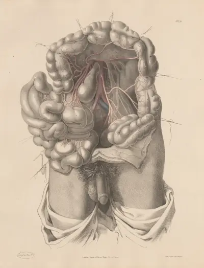 The Inferior Mesenteric artery and its branches av Joseph Maclise