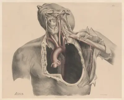 De stora artärerna i bröstkorgen och halsen av Joseph Maclise