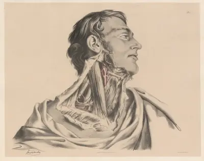 The more superficial arteries of the Neck on the right side av Joseph Maclise