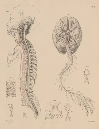 The ordinary disposition of the arteries of the Brain and Spinal Cord av Joseph Maclise