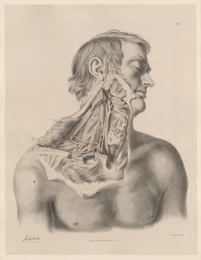 The Right Common Carotid artery; the Right Subclavian, and its branches av Joseph Maclise