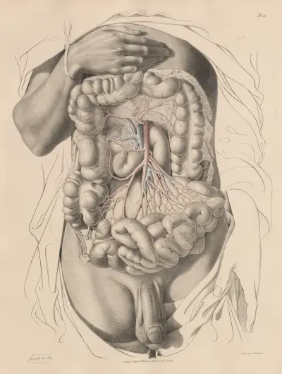 The Superior Mesenteric artery and its branches av Joseph Maclise