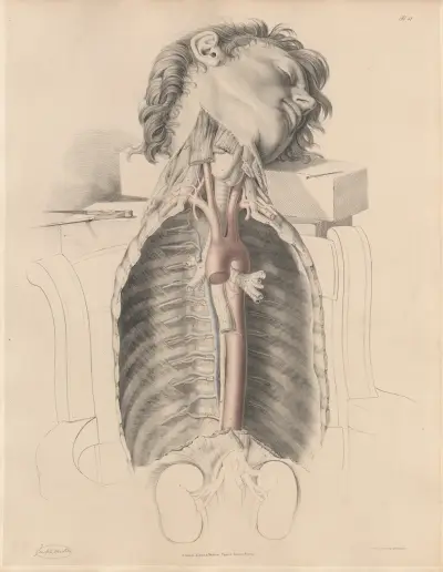 The Thoracic aorta and the Intercostal arteries, with the Intercostal veins, Vena Azygos, the Thoracic duct av Joseph Maclise