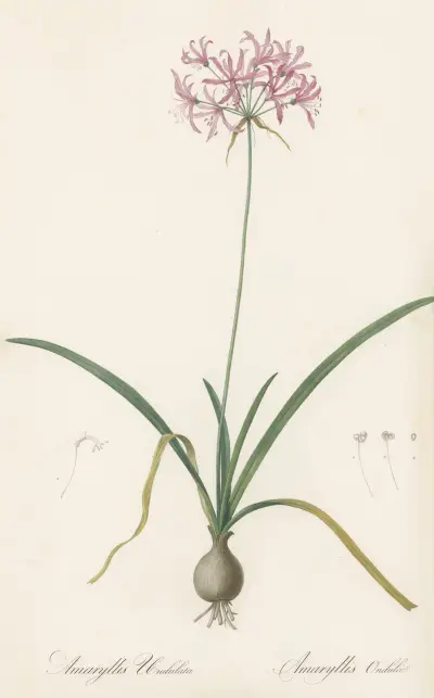 Amaryllis undulata av Pierre Joseph Redouté