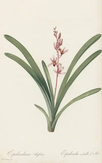 Epidendrum aloifolium av Pierre Joseph Redouté