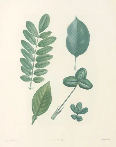 La botanique de J. J. Rousseau Pl 52 av Pierre Joseph Redouté